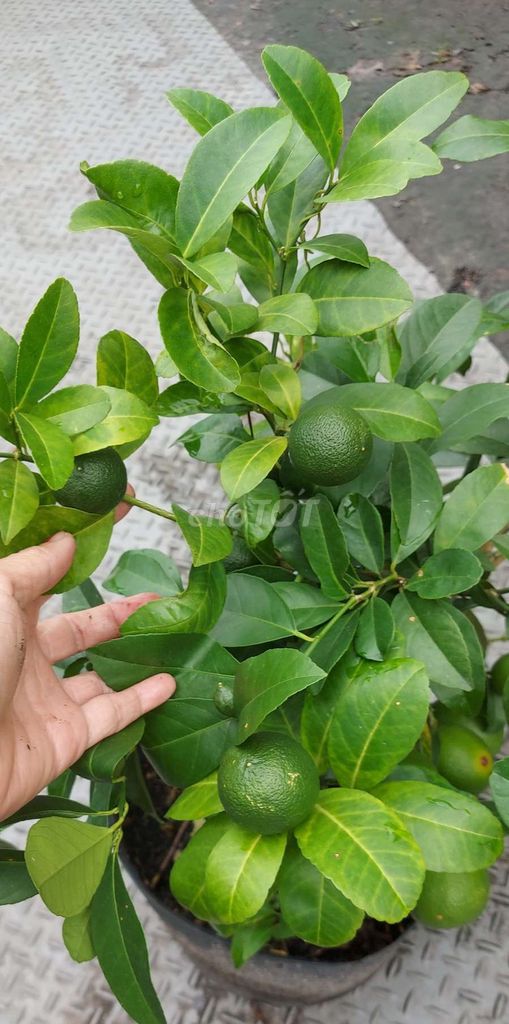 Cây tắc to💚, cao, 💚đầy trái💚. Mua bán Cây cảnh, đồ trang trí tại Quận Gò Vấp Tp Hồ Chí Minh được đăng bởi Tô Kem  hình 1