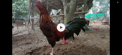 Asill mỹ 3kg tay 1 cục đá liền. Mua bán Gà tại Huyện Châu Thành An Giang được đăng bởi Nhi Gà Đá