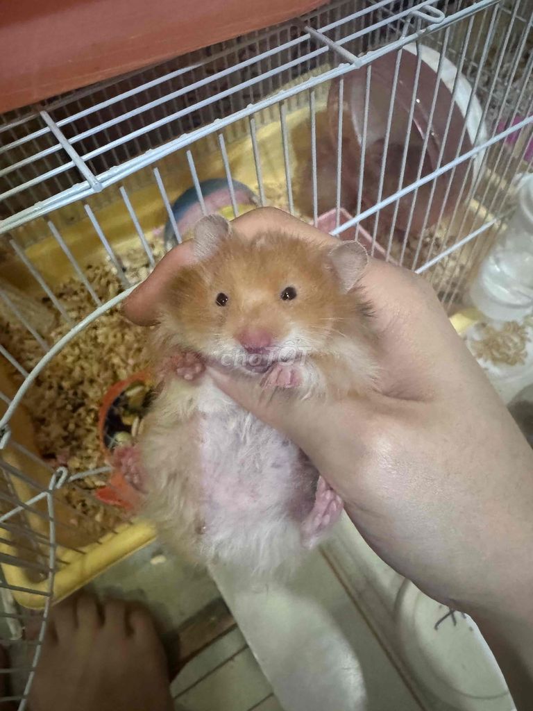Chuột Hamster syrian lớn. Mua bán Thú cưng khác tại Huyện Nhà Bè Tp Hồ Chí Minh được đăng bởi Kemm hình 1