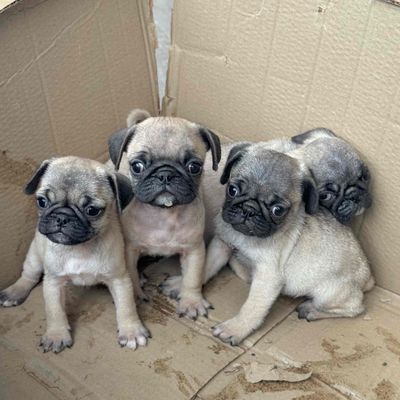 Chó Pug Nâu vàng con non đã tiêm. Mua bán Chó tại Quận Cẩm Lệ Đà Nẵng được đăng bởi Anh Pet Shop
