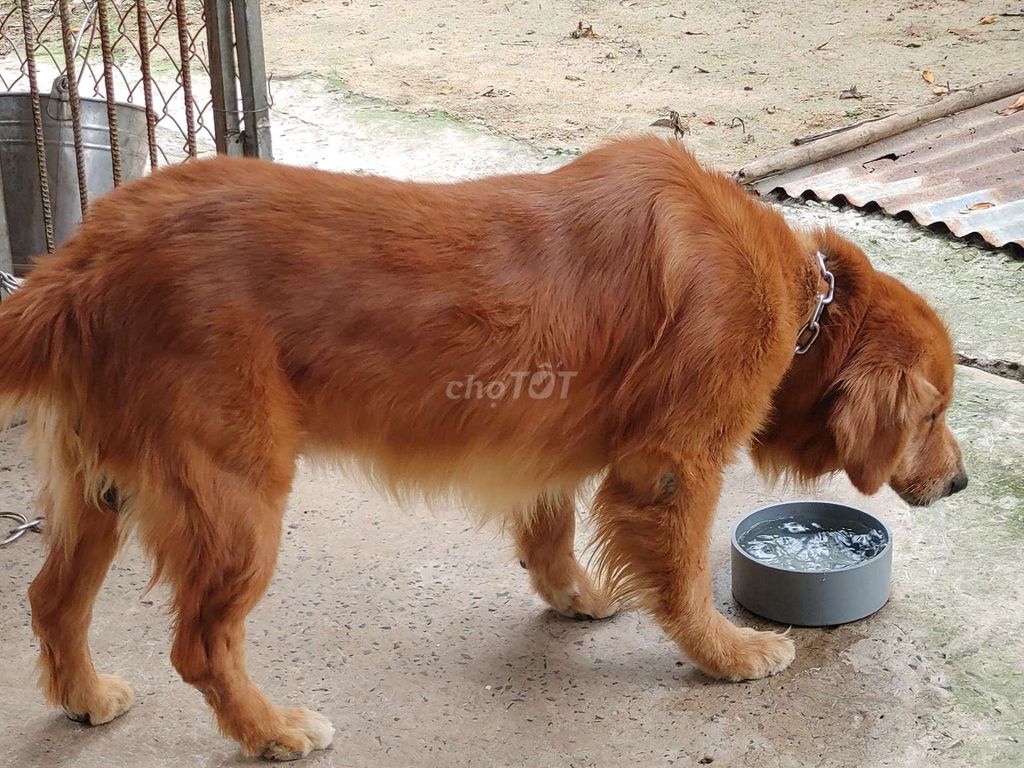 Chó Golden Retriever đực. Mua bán Chó tại Thành phố Vũng Tàu Bà Rịa - Vũng Tàu được đăng bởi Nhân Rottweiler  hình 5