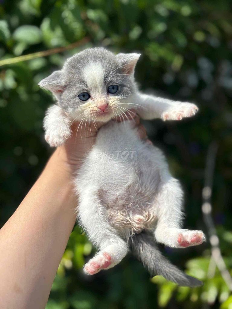 Mèo Bicolor con Trắng xám. Mua bán Mèo tại Quận Cái Răng Cần Thơ được đăng bởi Vân hình 1