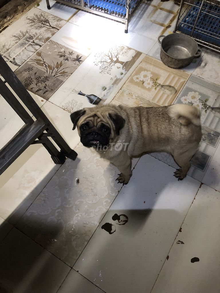 Bán đôi Pug Đực Cái Giá tốt. Mua bán Chó tại Quận Hai Bà Trưng Hà Nội được đăng bởi Phạm minh tuấn hình 4