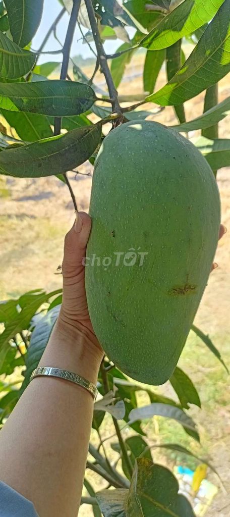 Xoài Xanh 1 kg. Mua bán Đồ ăn, thực phẩm và các loại khác tại Huyện Phong Điền Cần Thơ được đăng bởi An Thúy hình 1