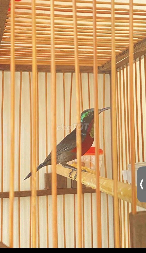 bộ hút mật 7 màu. Mua bán Chim tại Quận 12 Tp Hồ Chí Minh được đăng bởi Triển hình 1