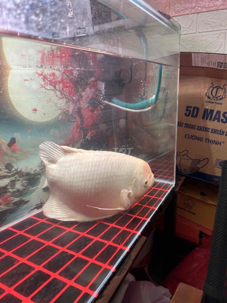 Cá Phát Tài màu Trắng. Mua bán Thú cưng khác tại Quận Cẩm Lệ Đà Nẵng được đăng bởi Xuân Chính hình 1