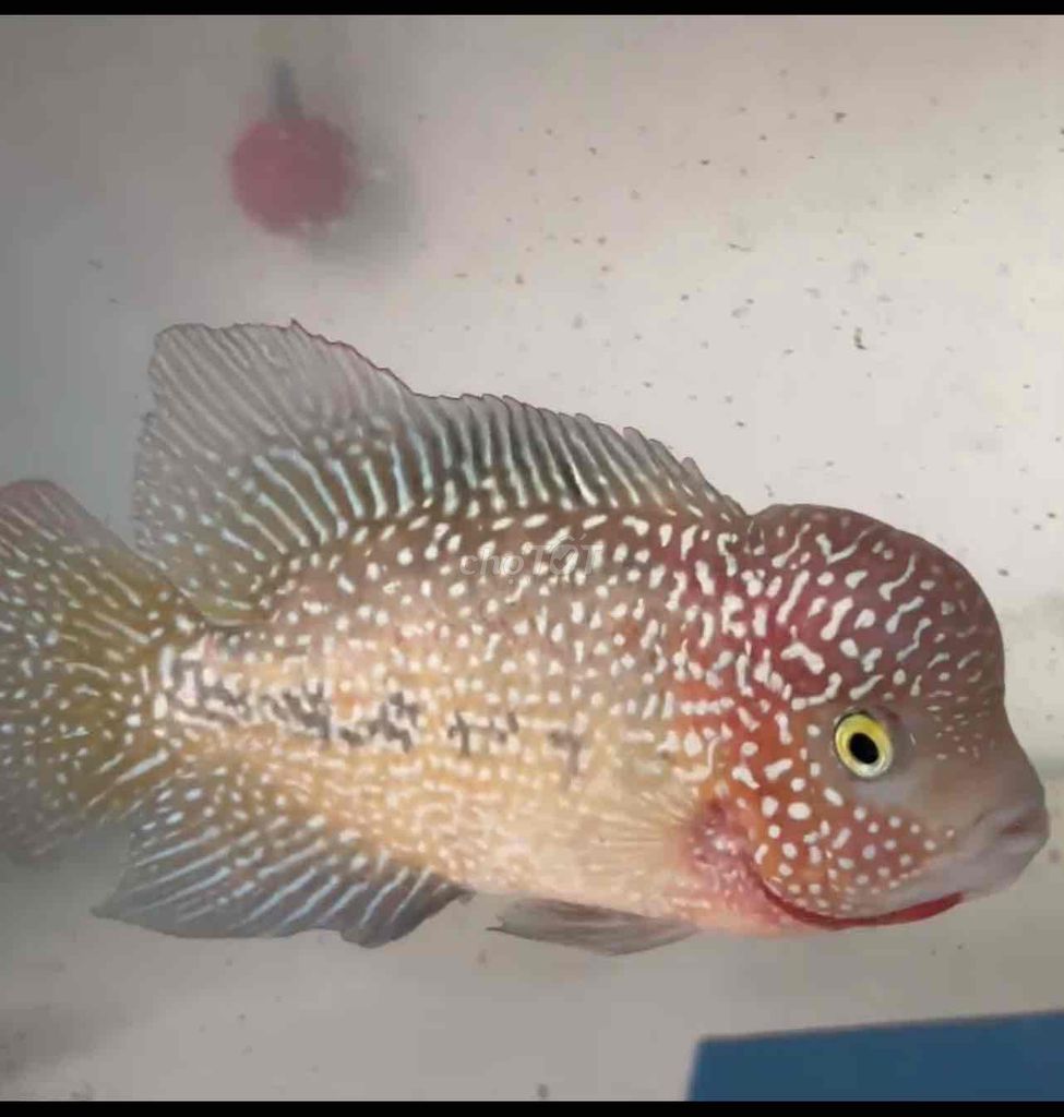 Cá cảnh F0,5 đầu to Đỏ, vàng, trắng Khỏe, ăn mạnh. Mua bán Thú cưng khác tại Huyện Vĩnh Thạnh Cần Thơ được đăng bởi Lê Trường Thi hình 1