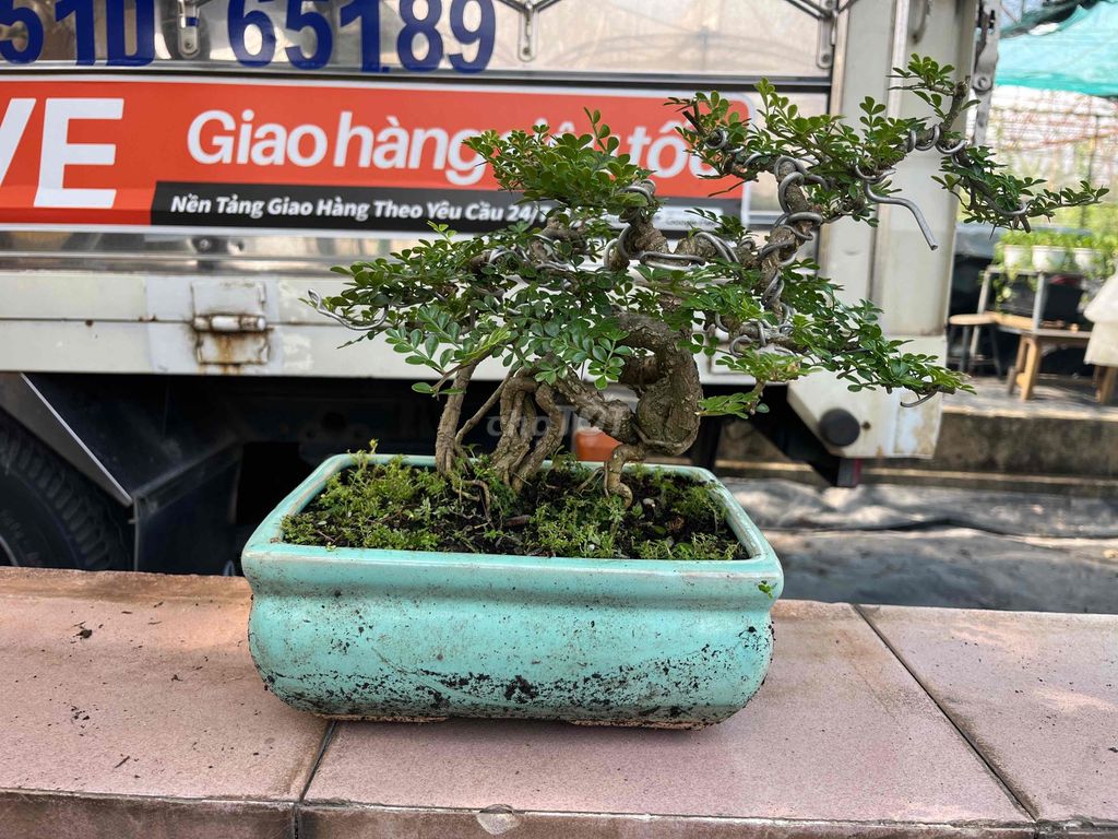 Cây cảnh Bonsai Cần thăng. Mua bán Cây cảnh, đồ trang trí tại Thành phố Thủ Đức Tp Hồ Chí Minh được đăng bởi Bảo hình 1
