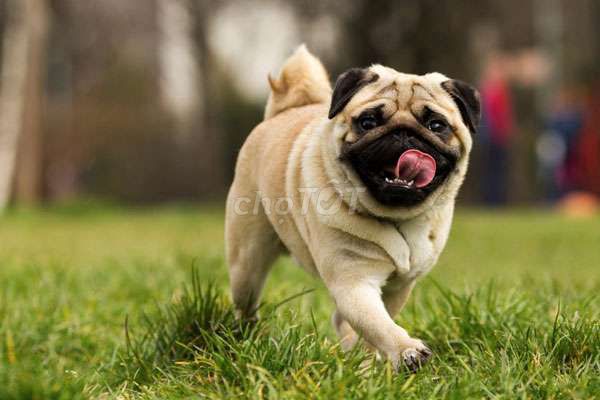 Phối giống chó pug mặt xệ