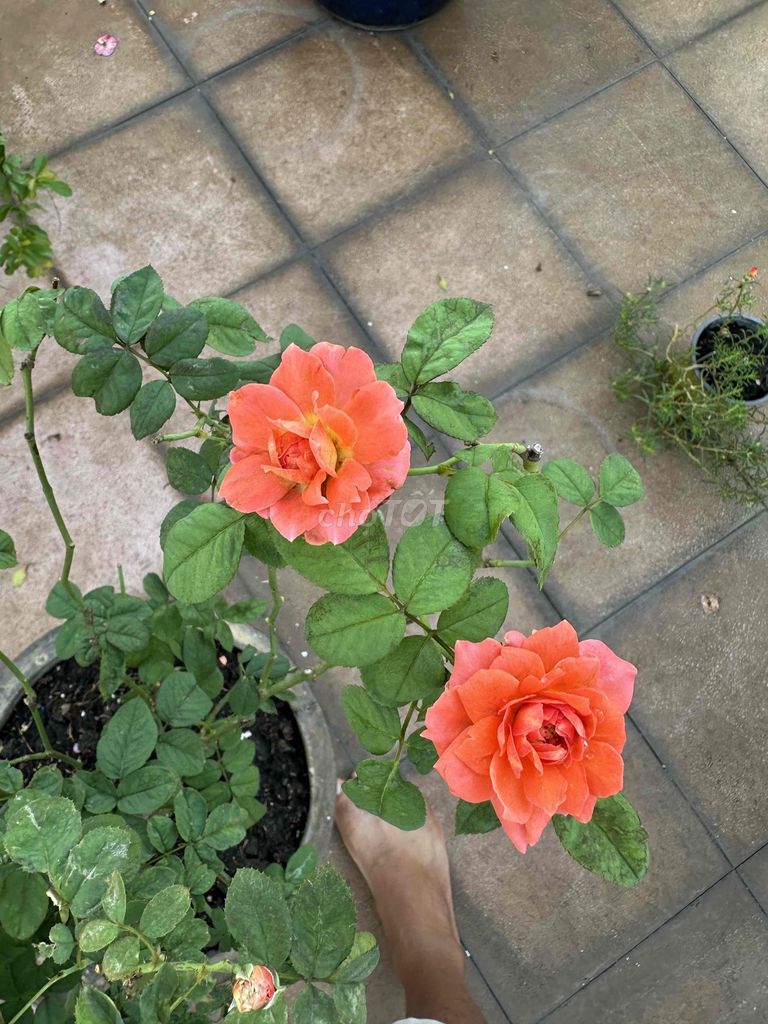 chính chủ bán Fortuner 2019 nhập indo.zin 100%. Mua bán Ô tô tại Huyện Thống Nhất Đồng Nai được đăng bởi TRƯỜNG TÂM  hình 7