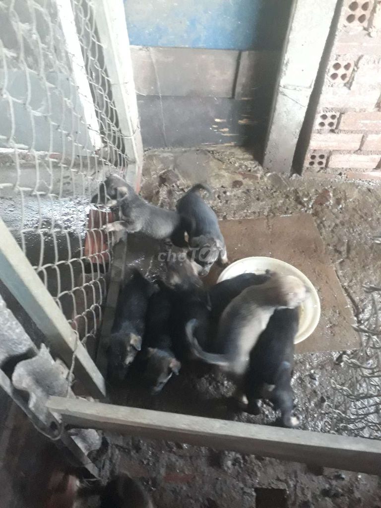 nhà có bầy chó cỏ lai nhật xù. Mua bán Chó tại Huyện Long Thành Đồng Nai được đăng bởi phương thế ngọc hình 5