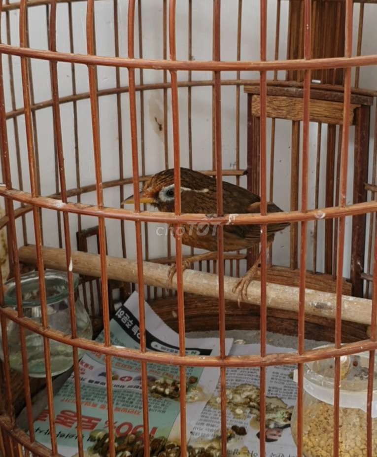 Chim mi trống bổi đẹp. Mua bán Chim tại Quận Bình Thạnh Tp Hồ Chí Minh được đăng bởi Chym cảnh Bình Thạnh  hình 1