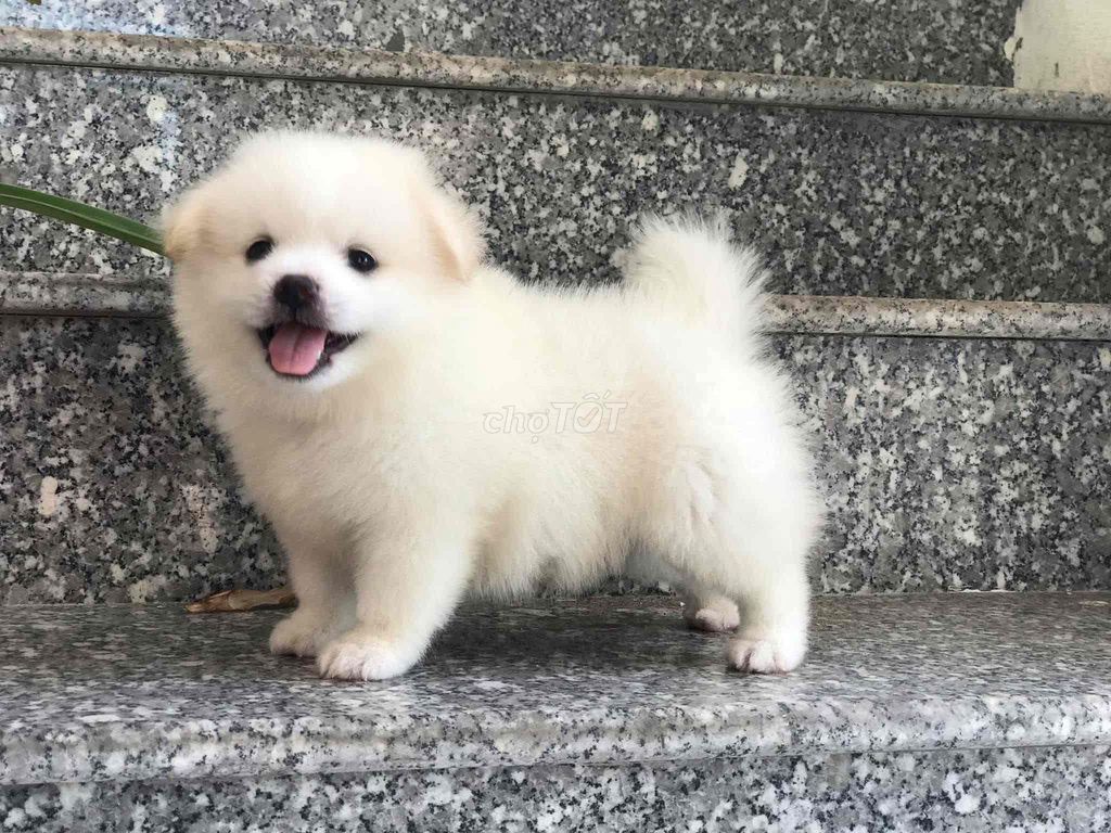 Chó Phốc Sóc Nhật Mini cute. Mua bán Chó tại Quận 12 Tp Hồ Chí Minh được đăng bởi Quỳnh hình 1