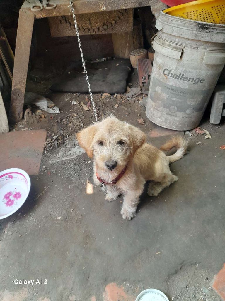 Chó đực 5 tháng màu vàng nhạt. Mua bán Chó tại Huyện Củ Chi Tp Hồ Chí Minh được đăng bởi Ut Cuong hình 1