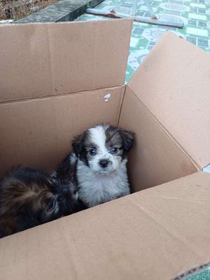 Poodle lai nhat. Mua bán Chó tại Quận Ninh Kiều Cần Thơ được đăng bởi Tú Anh