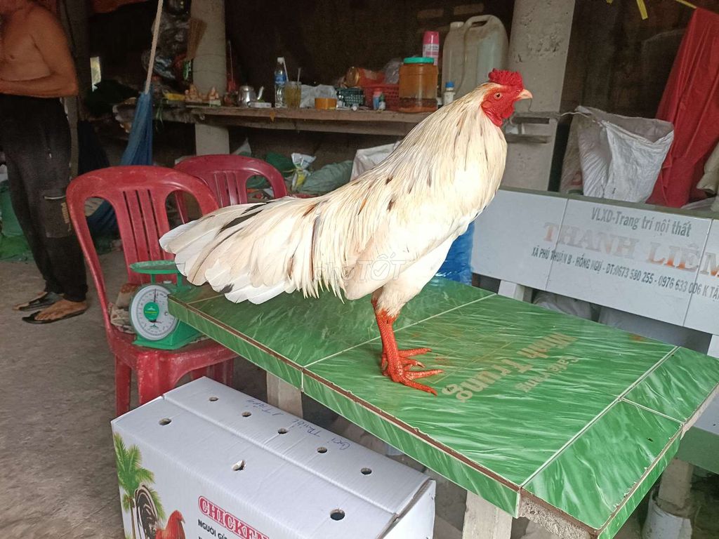 bướm 3ki tay tốt lông mới. Mua bán Gà tại Huyện Phú Tân An Giang được đăng bởi Vủ kê hình 1