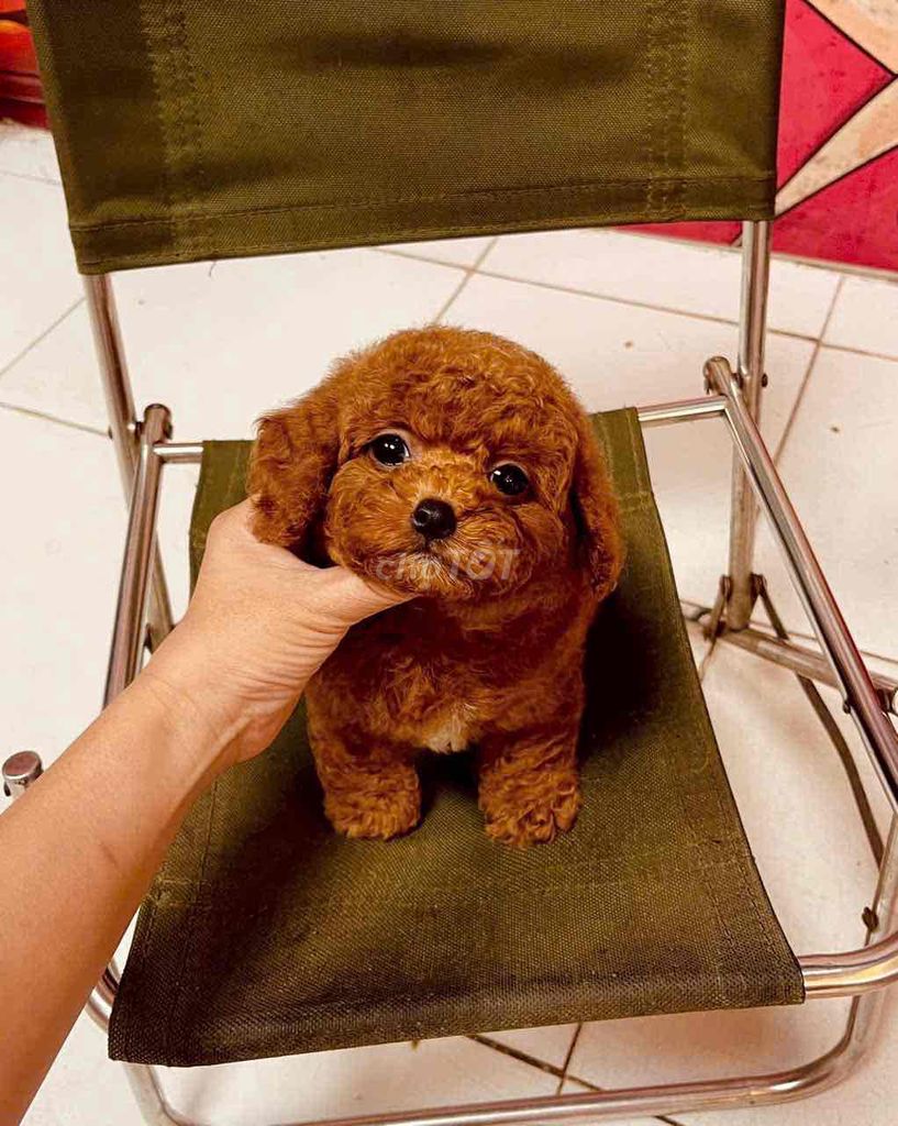 Chó  poodle nhà nuôi003. Mua bán Chó tại Thành phố Trà Vinh Trà Vinh được đăng bởi bm hình 1