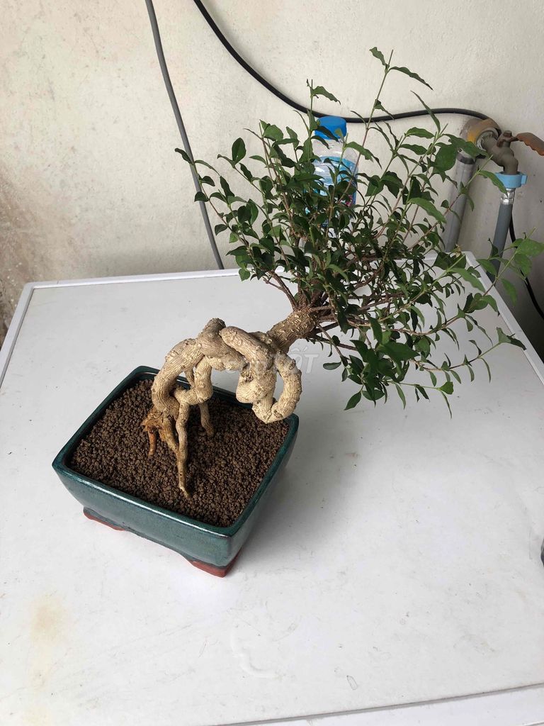 Cây cảnh Hồng ngọc mai Bonsai. Mua bán Cây cảnh, đồ trang trí tại Quận Đống Đa Hà Nội được đăng bởi Anh Tóc Bạc hình 1