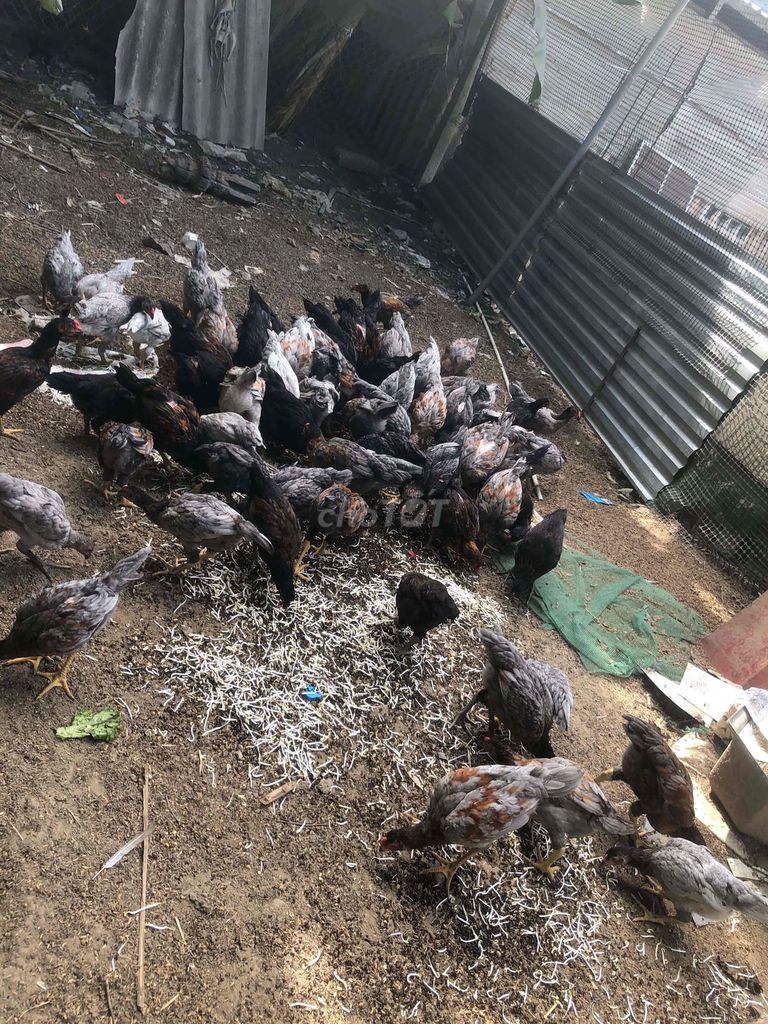 Gà lai. Mua bán Gà tại Thị xã Hương Trà Thừa Thiên Huế được đăng bởi Hoàng hải hình 1