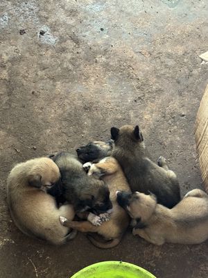 Mẹ becgie Bỉ Lai cỏ. Mua bán Chó tại Thành phố Buôn Ma Thuột Đắk Lắk được đăng bởi Tên chưa cung cấp