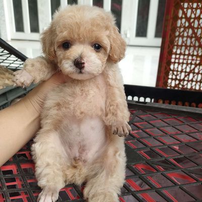 Poodle vàng mơ tìm nhà mới. Mua bán Chó tại Huyện Giồng Trôm Bến Tre được đăng bởi Thi