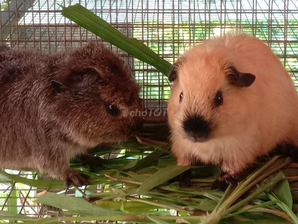 Bọ Ú nhiều màu. Mua bán Thú cưng khác tại Huyện Cái Bè Tiền Giang được đăng bởi Bọ Ú Vườn thú tại home  hình 1