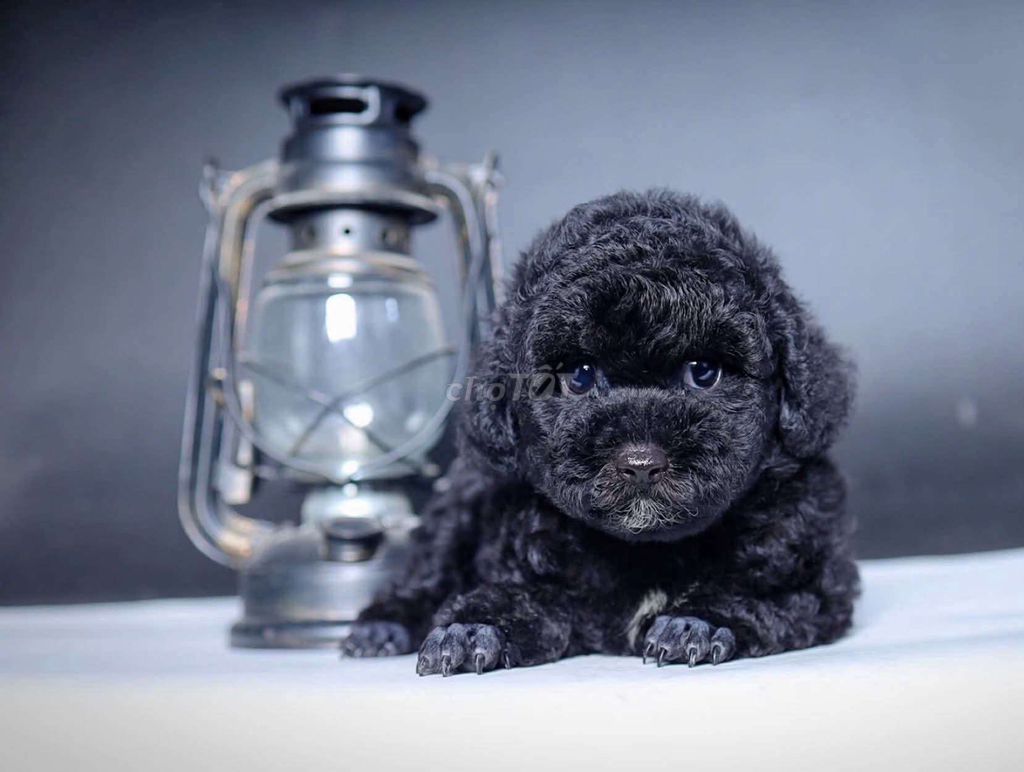 Poodle tiny xinh ngoan Yêu
