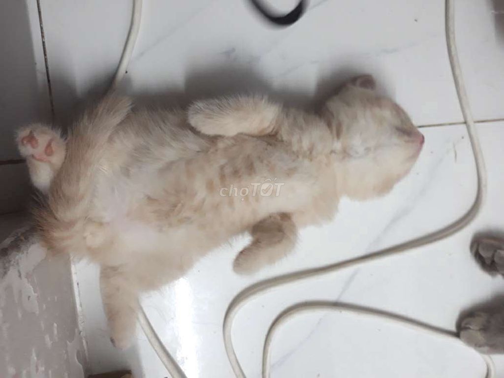 Mèo anh chân ngắn. Mua bán Mèo tại Quận 7 Tp Hồ Chí Minh được đăng bởi cô khẩn hình 4