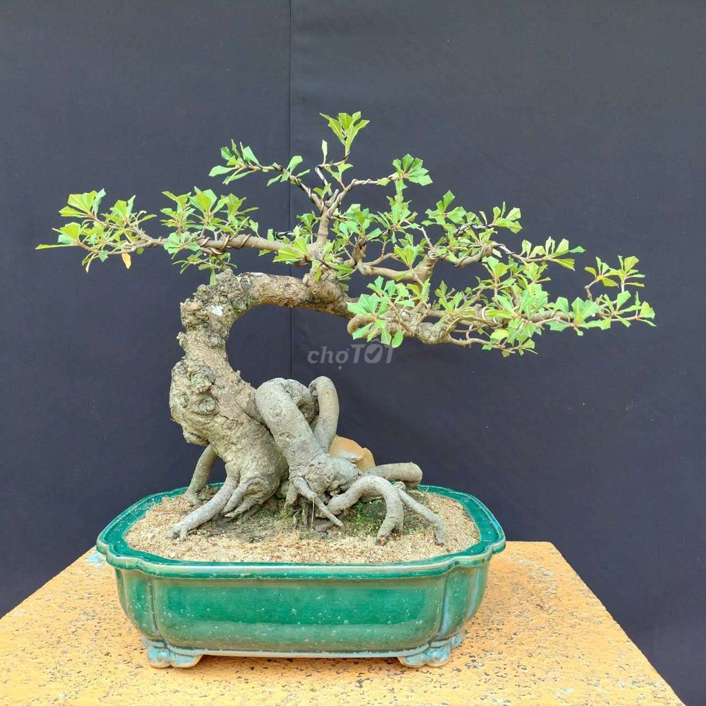 Cây cảnh Lộc vừng Bonsai 50cm. Mua bán Cây cảnh, đồ trang trí tại Quận Hải Châu Đà Nẵng được đăng bởi Trần Xuân Dương hình 1