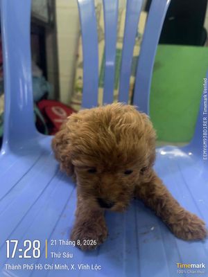 Chó Poodle Nâu Lông xoăn
