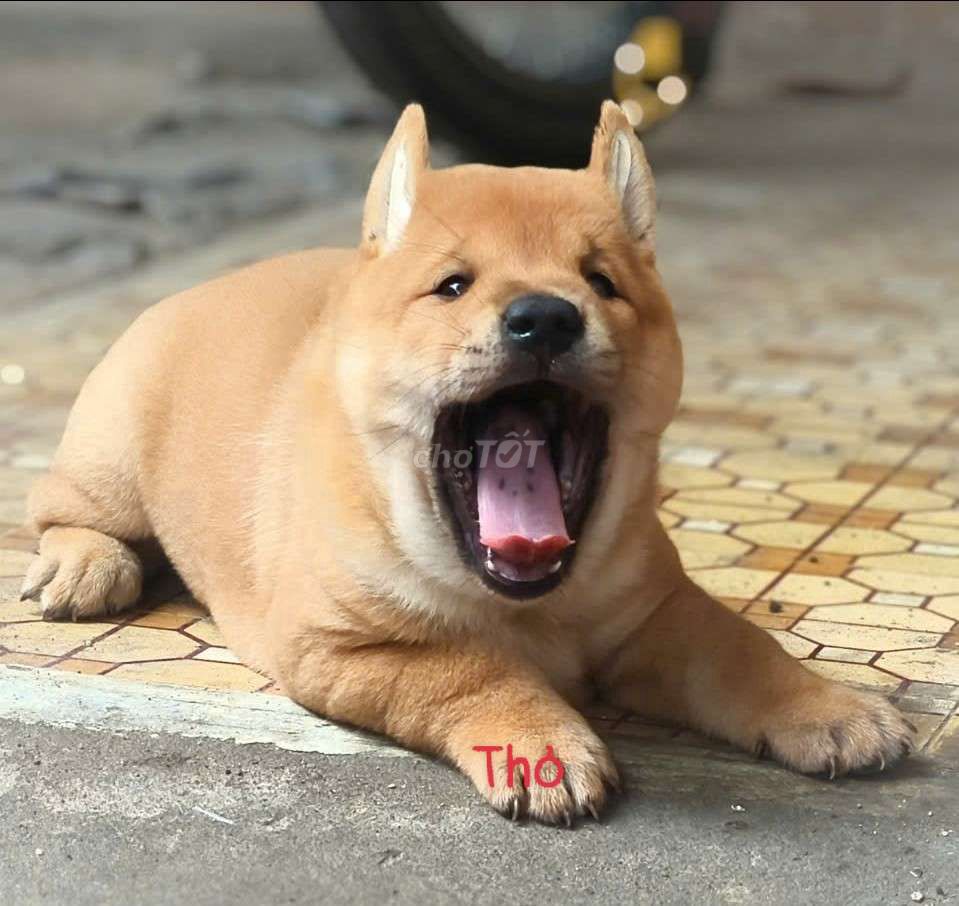 Chó Mông Cộc đực Vàng. Mua bán Chó tại Quận Gò Vấp Tp Hồ Chí Minh được đăng bởi Lan Phương hình 1