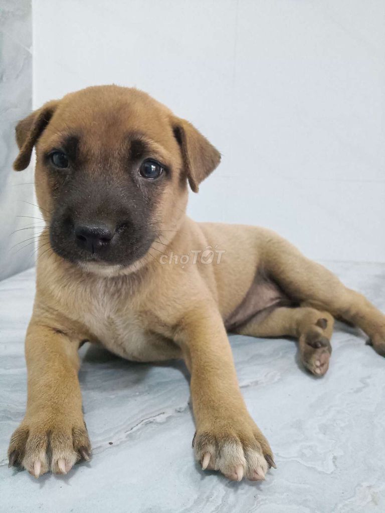 Chó Becgie Bỉ lai phú quốc đã biết sủa rất khôn. Mua bán Chó tại Quận 6 Tp Hồ Chí Minh được đăng bởi Tăng Chí Lương  hình 1