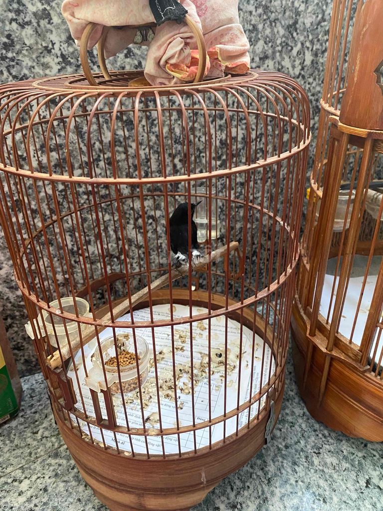 Chim cảnh màu Đen. Mua bán Chim tại Huyện Nhà Bè Tp Hồ Chí Minh được đăng bởi Quang manh hình 1