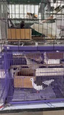 cu thái sinh sản. Mua bán Chim tại Quận Tân Phú Tp Hồ Chí Minh được đăng bởi YP EU