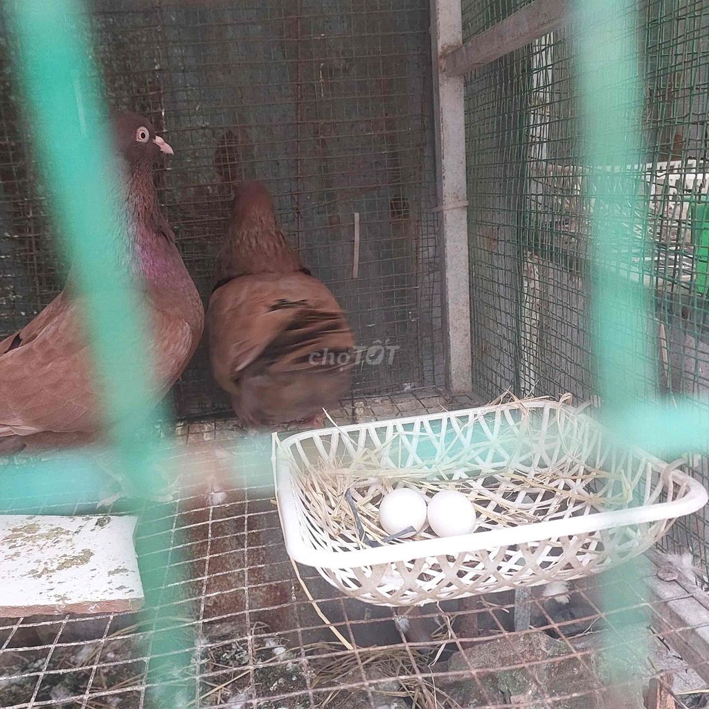 Cặp bồ câu gà mỹ sinh sản. Mua bán Chim tại Quận 7 Tp Hồ Chí Minh được đăng bởi Song Nguyên  hình 1