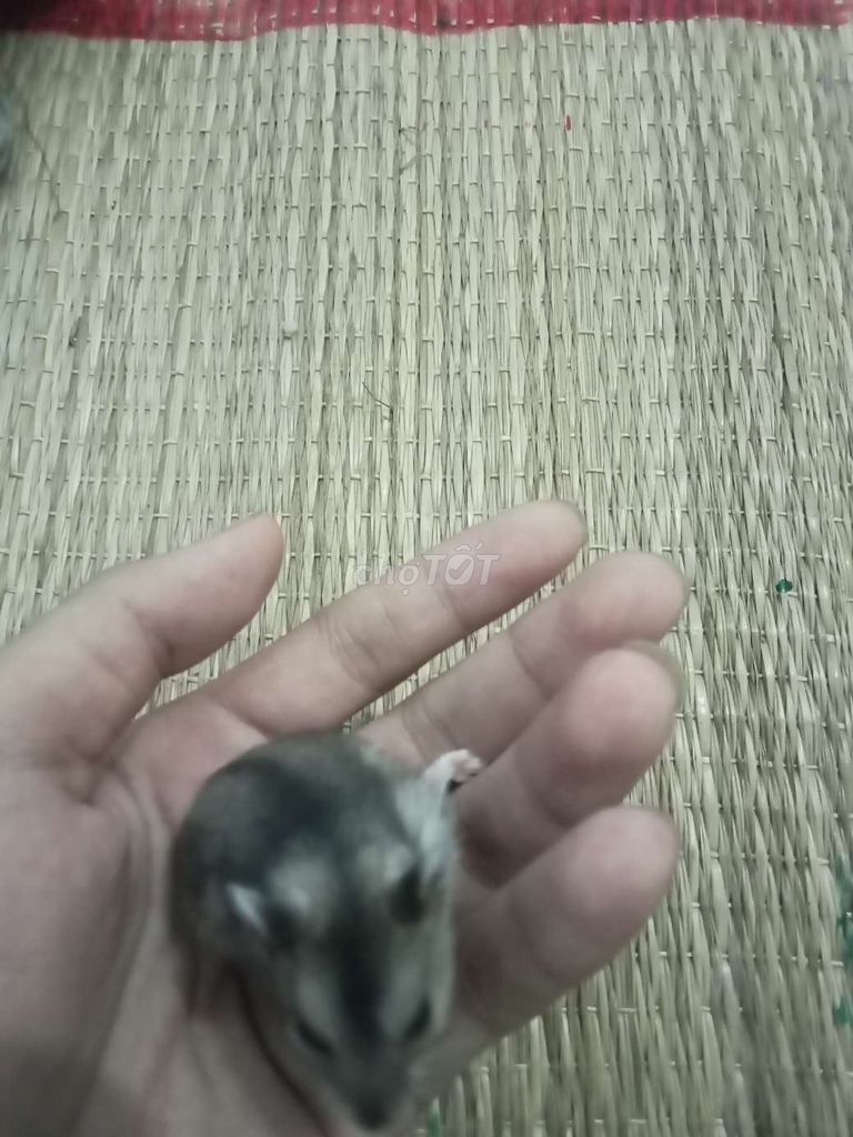 Chuột Hamster Winter White Sóc Nhỏ nhắn Hiền lành. Mua bán Thú cưng khác tại Huyện Buôn Đôn Đắk Lắk được đăng bởi Hamster houses  hình 1