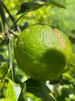 Nhà vườn có bán chanh sạch, lá cà ri, đu đủ xanh. Mua bán Đồ ăn, thực phẩm và các loại khác tại Huyện Củ Chi Tp Hồ Chí Minh được đăng bởi Võ Trinh