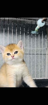 Aln Golden Ny11 Đực 2 tháng ngoan xinh yêu
