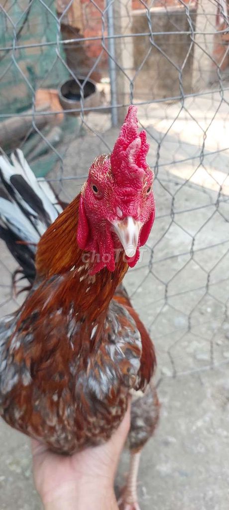 xám bông mã đuồi 2kg7 yếu tay tôt liên giáp. Mua bán Gà tại Thị xã Tân Châu An Giang được đăng bởi Nguyễn Tâm hình 4