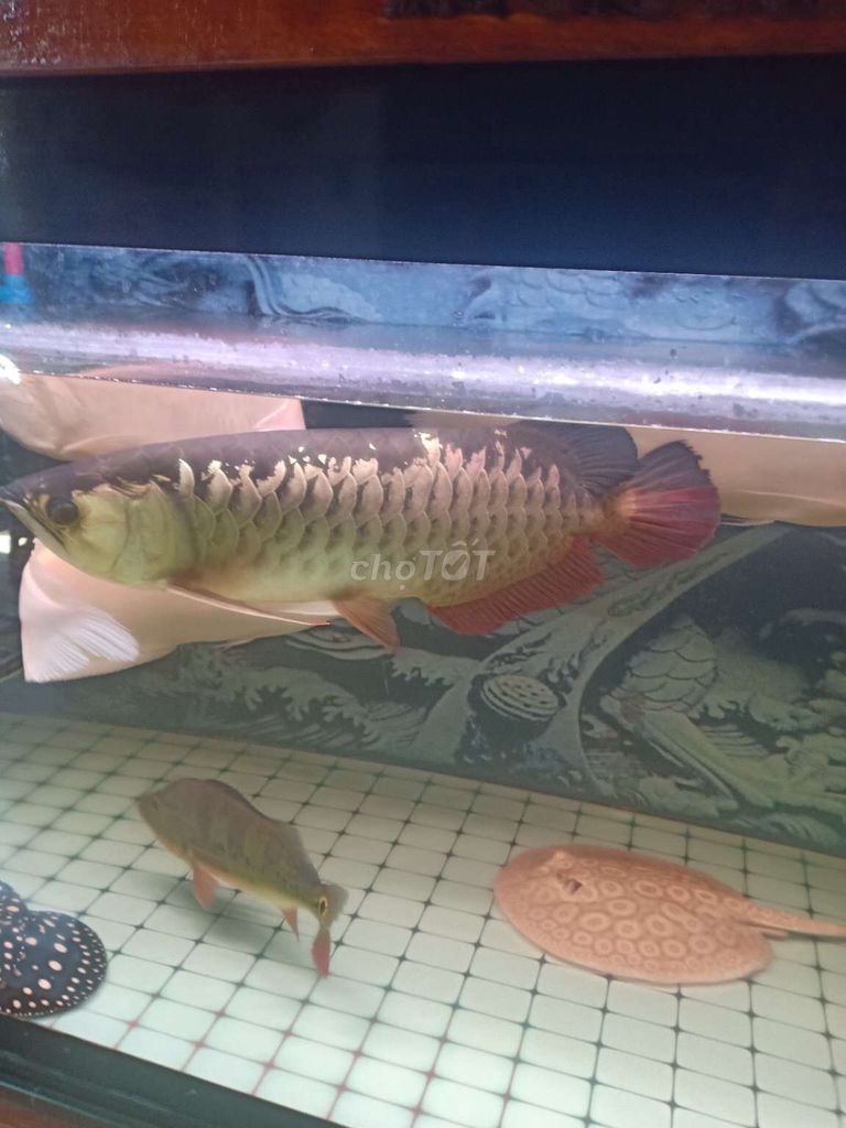 Cá Rồng Bối 24k 63cm Vàng Khỏe mạnh. Mua bán Thú cưng khác tại Quận Bình Tân Tp Hồ Chí Minh được đăng bởi giau hình 1