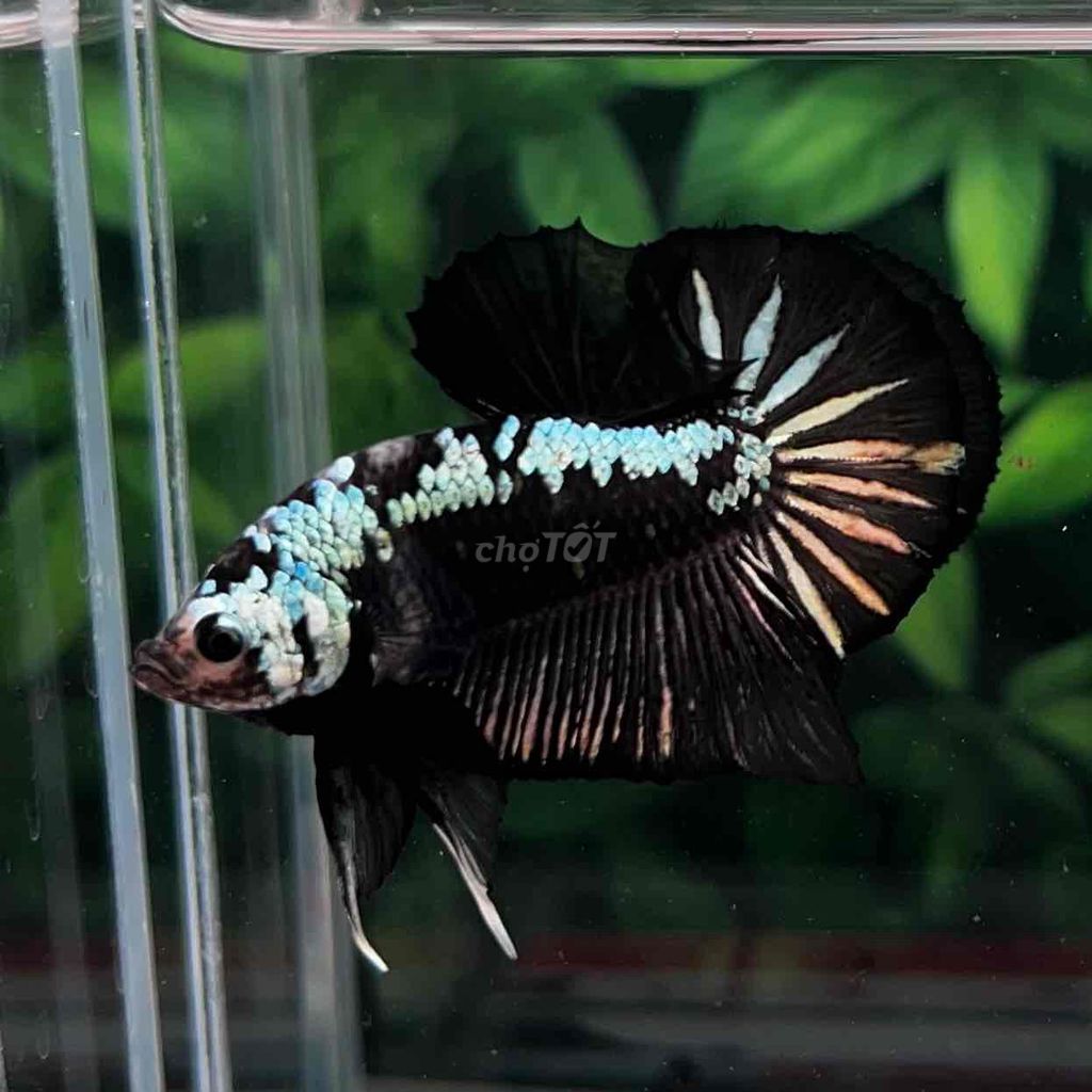 Cá Betta Samurai Đen Form Gắc. Mua bán Thú cưng khác tại Huyện Hóc Môn Tp Hồ Chí Minh được đăng bởi Cậu Ba Betta  hình 3