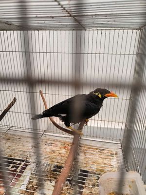 chim đen đầu vàng