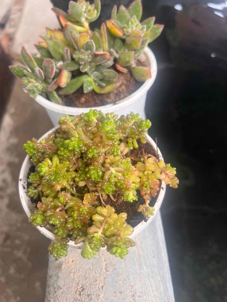 Sen đá. Mua bán Cây cảnh, đồ trang trí tại Thành phố Nha Trang Khánh Hòa được đăng bởi Vi hình 1