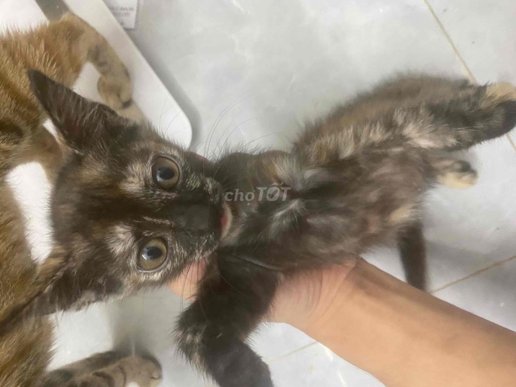 Mèo ta Trắng đen 2 tháng tuổi. Mua bán Mèo tại Quận Cầu Giấy Hà Nội được đăng bởi Lại Khánh hình 1