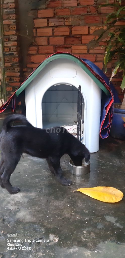 Bán chó đen phong thủy kèm nhà cho chó cưng. Mua bán Chó tại Quận 11 Tp Hồ Chí Minh được đăng bởi Lý hình 6