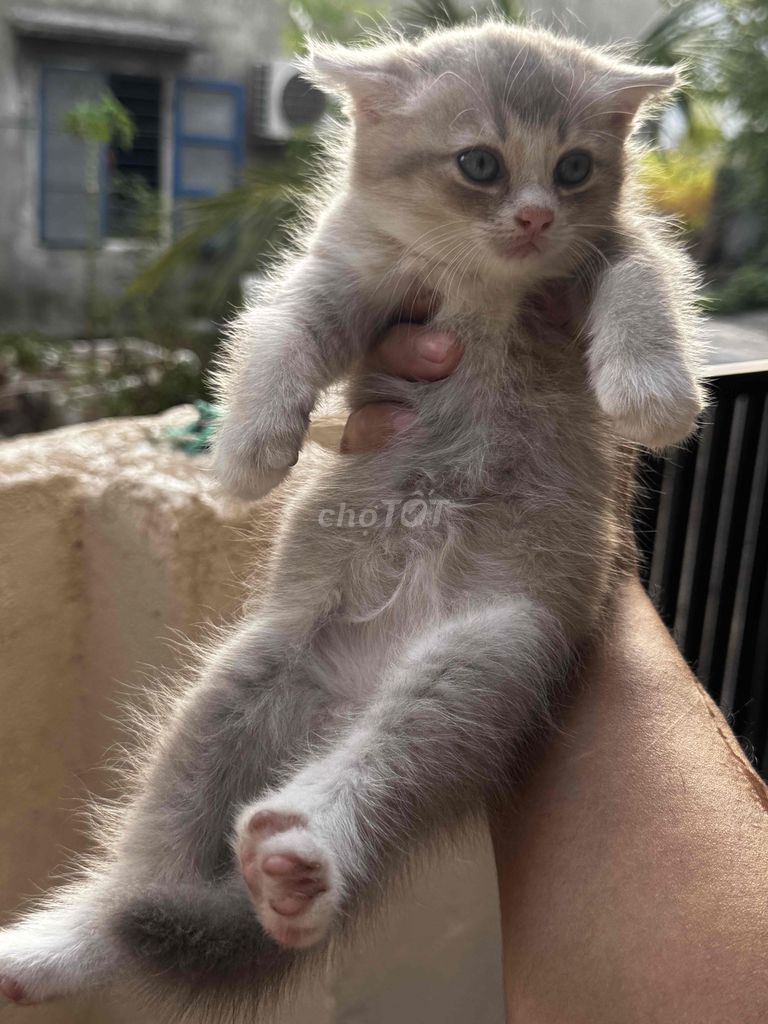 Mèo Anh lông ngắn nhiều màu. Mua bán Mèo tại Quận Ngũ Hành Sơn Đà Nẵng được đăng bởi Thanh Tùng hình 1