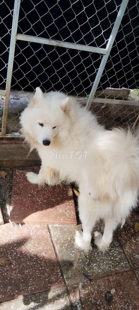 Chó Samoyed Cái Trắng Dưới 1 tuổi. Mua bán Chó tại Huyện Châu Đức Bà Rịa - Vũng Tàu được đăng bởi Cao Son hình 1