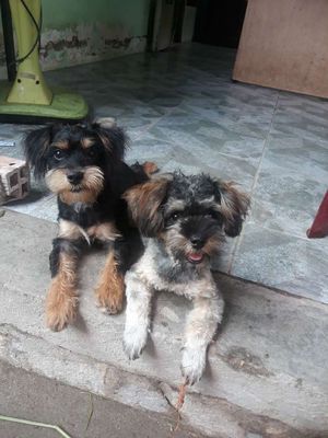POODLE LAI. Mua bán Chó tại Huyện Bình Chánh Tp Hồ Chí Minh được đăng bởi Trịnh Hạnh