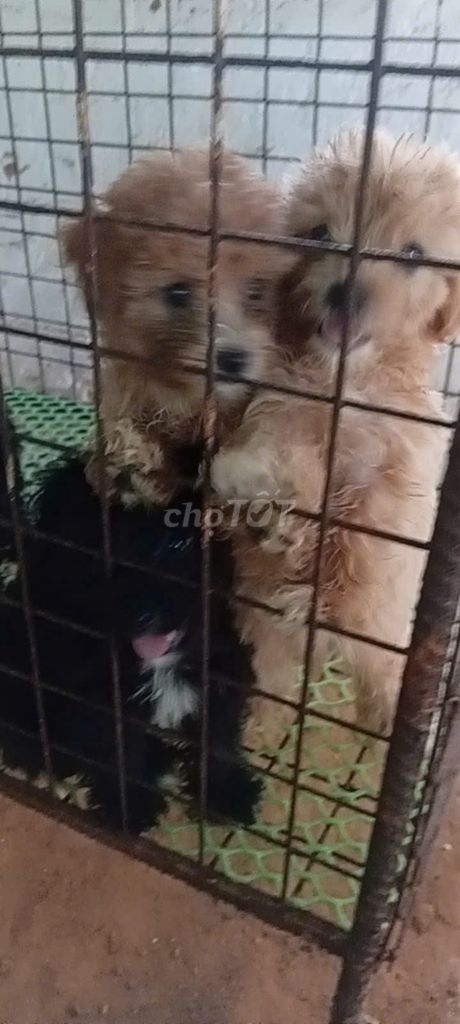 Poodle, Lạp xưởng, sóc nhiều màu _ QN. Mua bán Chó tại Thành phố Quảng Ngãi Quảng Ngãi được đăng bởi Kim Sơn Thạch hình 1