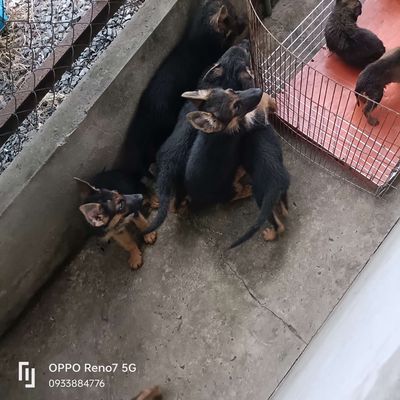 Bécgie Đức tuyệt đẹp